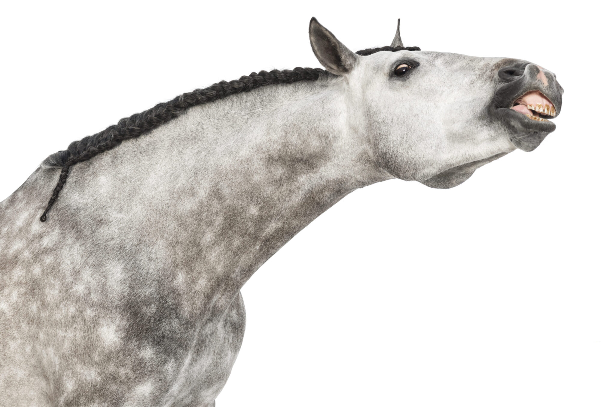 Lustiges Pferd streckt ihren Hals | Soulway | Silvia Wendecker Tier- & Humanenergetik