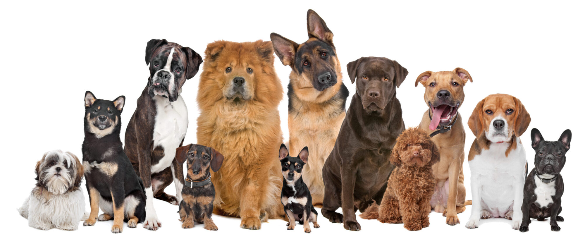 Gruppe von 12 verschiedenen Hunderassen | Soulway | Silvia Wendecker Tier- & Humanenergetik