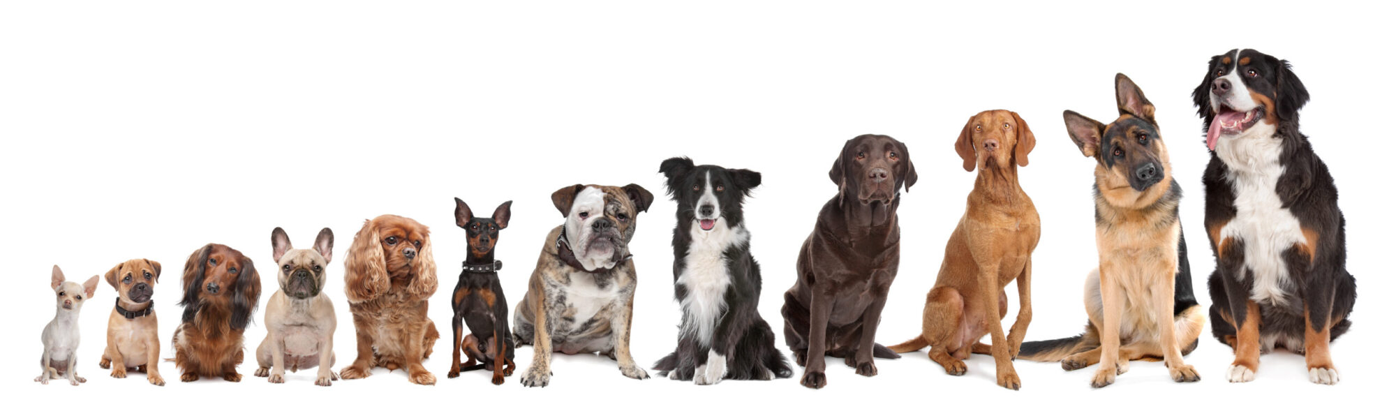 12 verschiedene Hunderassen in der Reihe von klein nach groß | Soulway | Silvia Wendecker Tier- & Humanenergetik