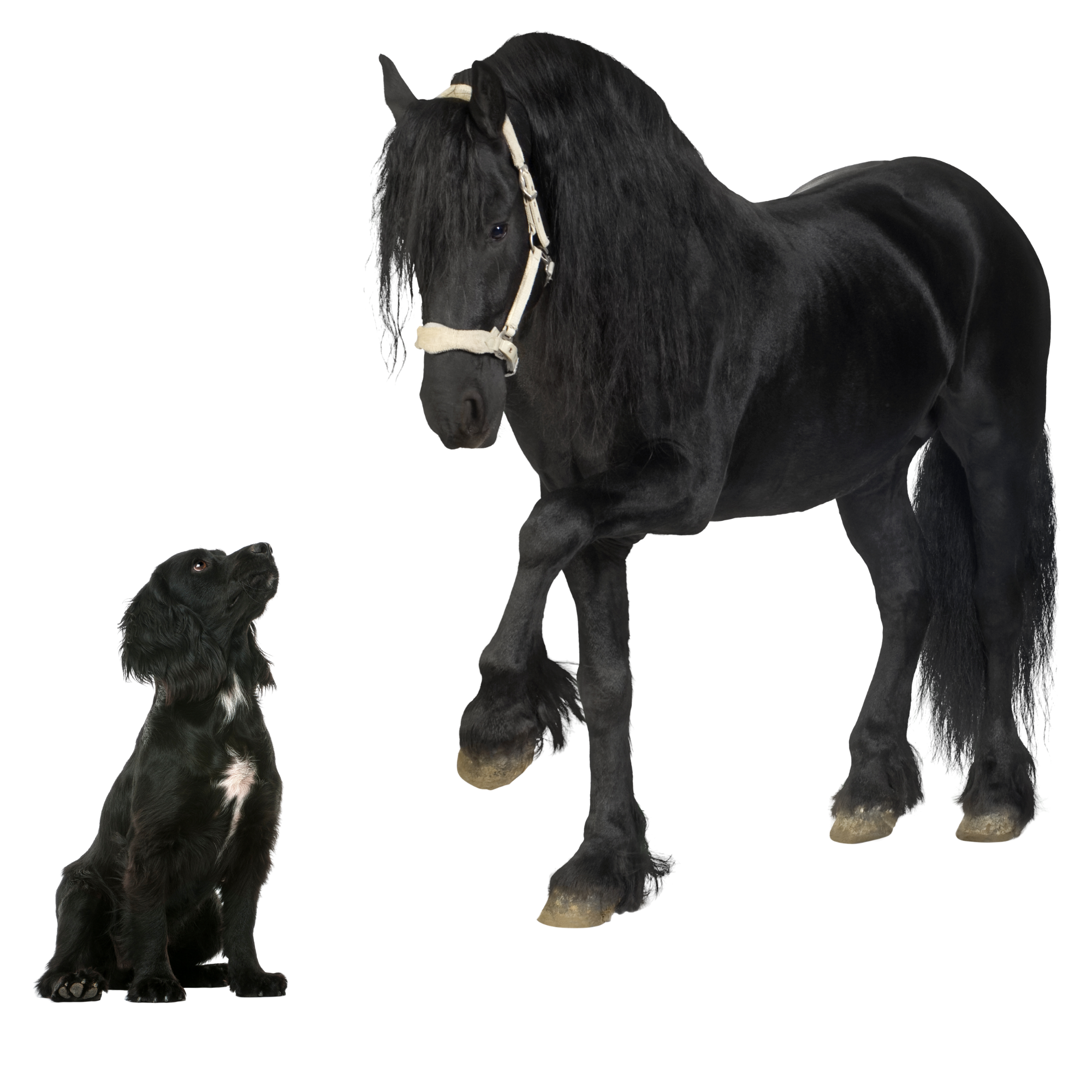 Bild von schwarzem Hund und schwarzem Pferd | Soulway | Tierenergetik