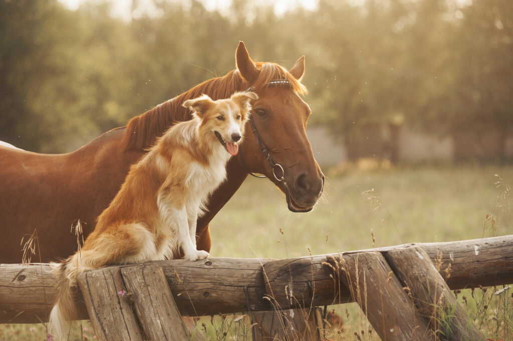 Titelbild für Leistungen: Bild von einem Border Collie und einem Pferd | Soulway | Silvia Wendecker Tier- & Humanenergetikerin