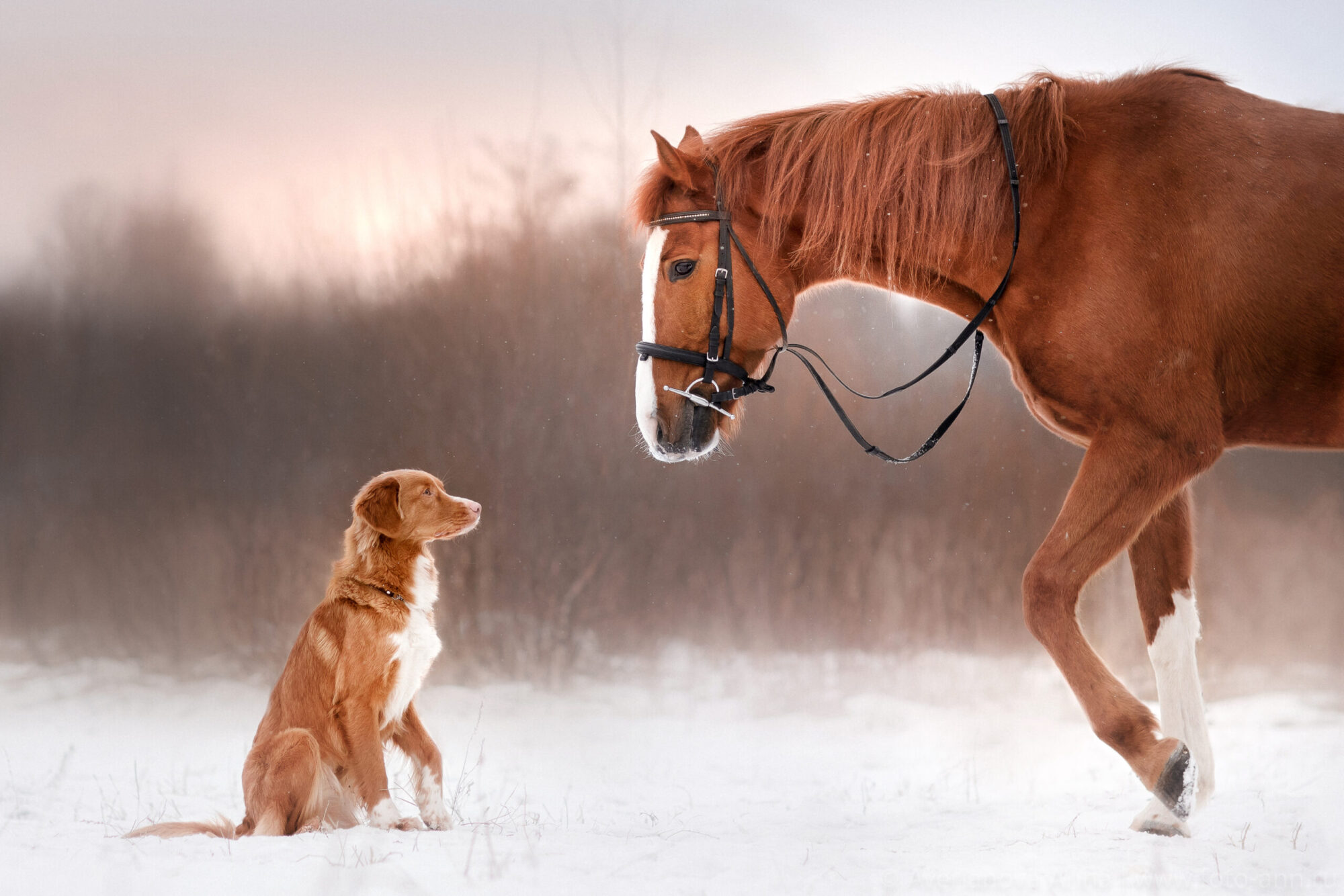 Bild von einem Hund mit Pferd | Soulway | Silvia Wendecker Tier- & Humanenergetikerin