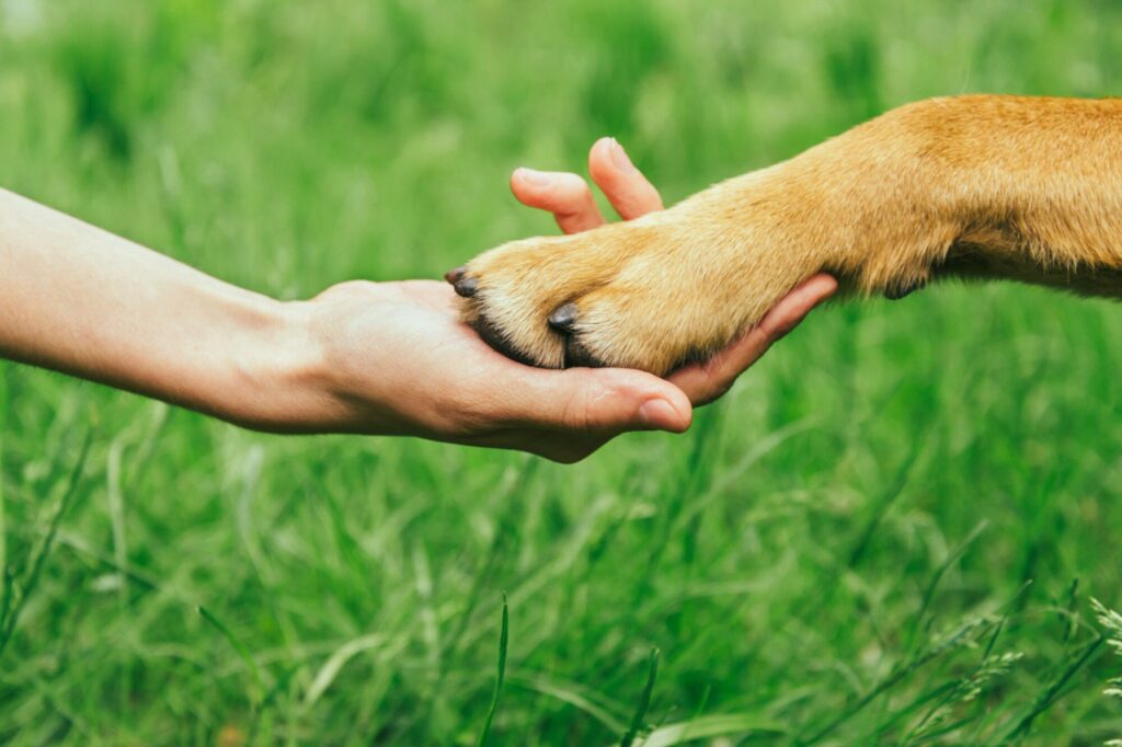 Hund Pfote und menschliche hand tun Haende schuetteln