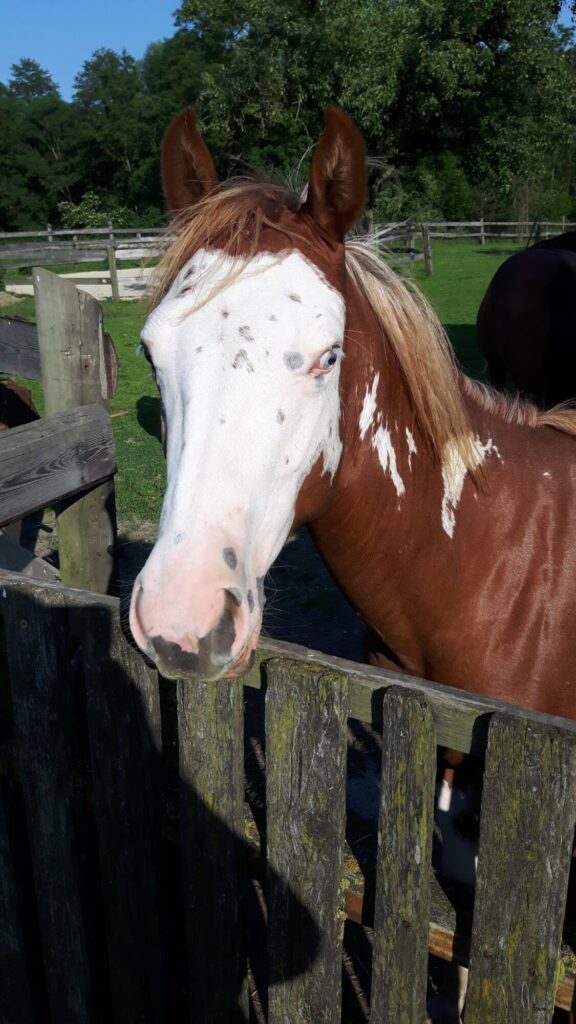 Heinz Sheena Foto Mary Lou Google Bewertung 04042025