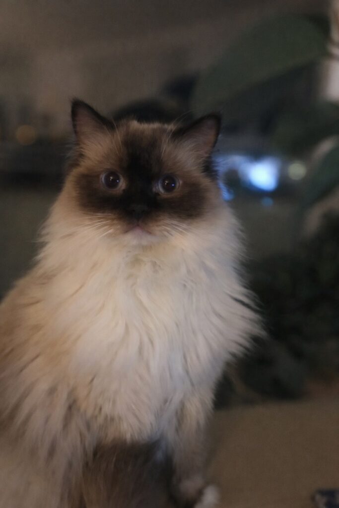 Referenzbild 022026 Eliza L Katze